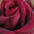 Sárga - Teahibrid rózsa - Belle du Seigneur